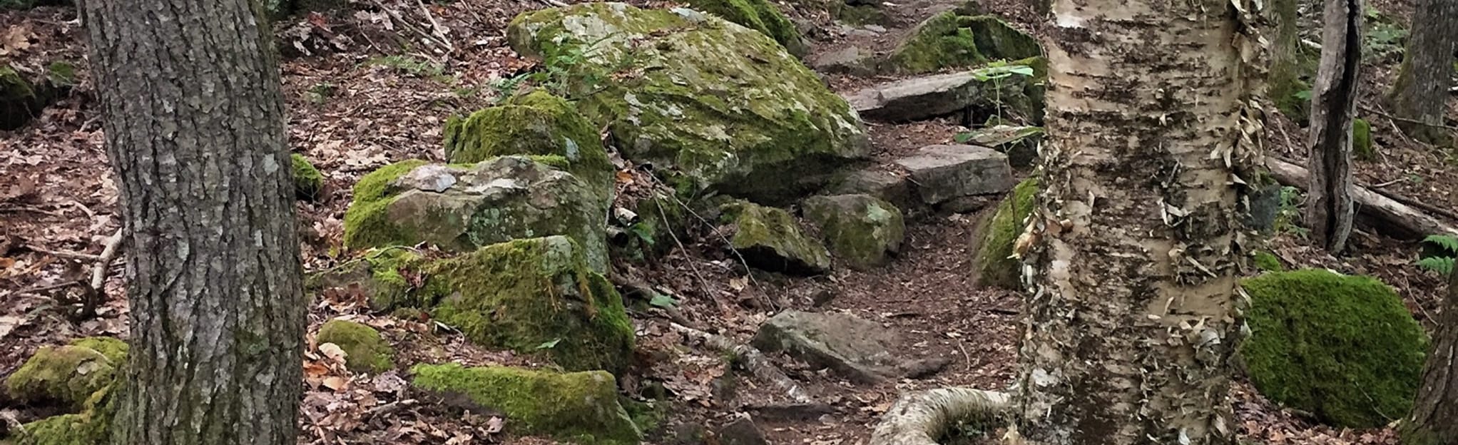 Bog and Long Reach Trail Loop 45 foto Maine AllTrails