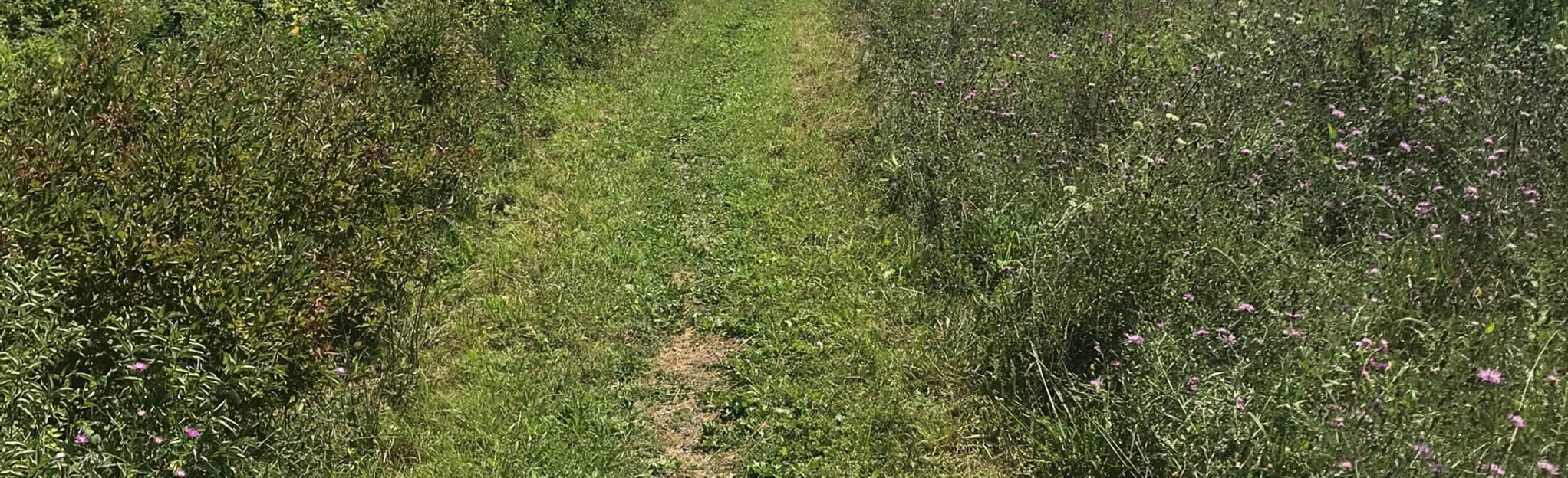 Greenport Blue Trail from Rod and Gun Road 104 Reviews, Map New York AllTrails