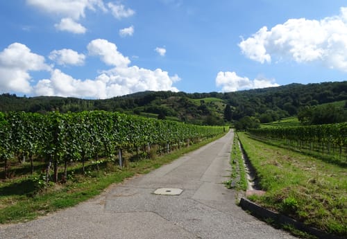 Badischer Weinradweg: Etappe 8