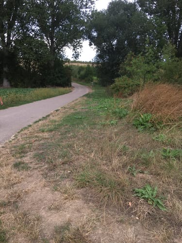 Gau-Algesheim: Dreibächeweg