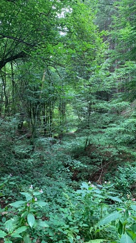 Rodalber Felsenwanderweg