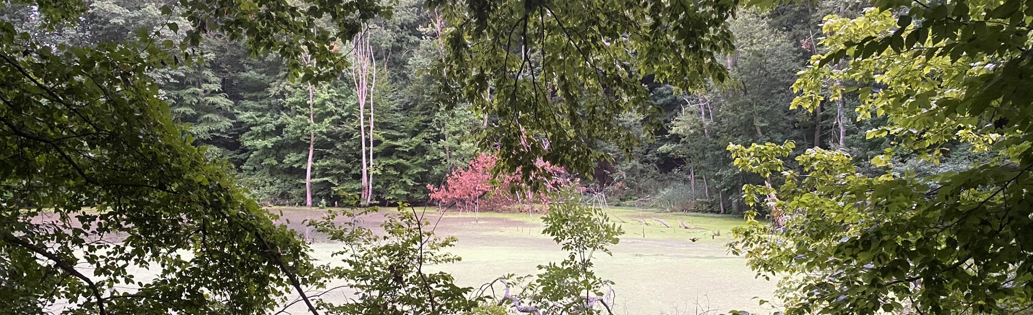 Reed’s Basket Willow Swamp, New Jersey 68 Reviews, Map AllTrails