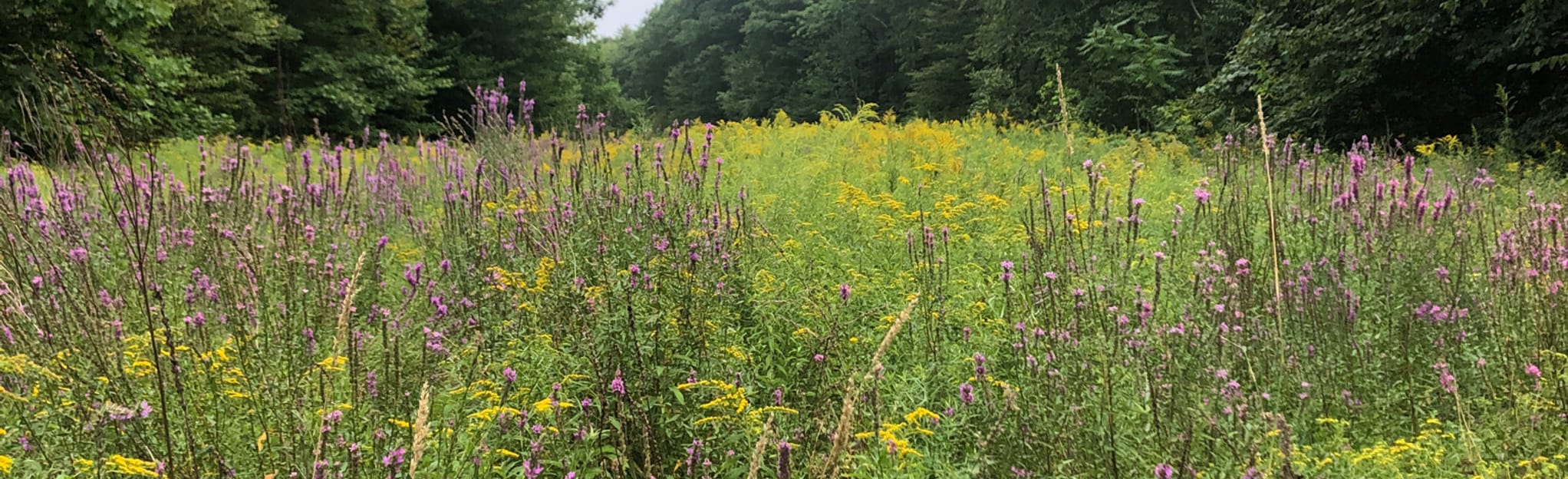 Gas Line, Frost Line, Western Front, Yellow, and Green Trail Loop, New