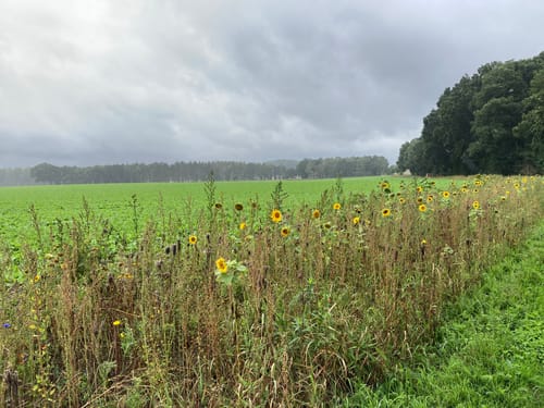 Kleinenknetener Steine