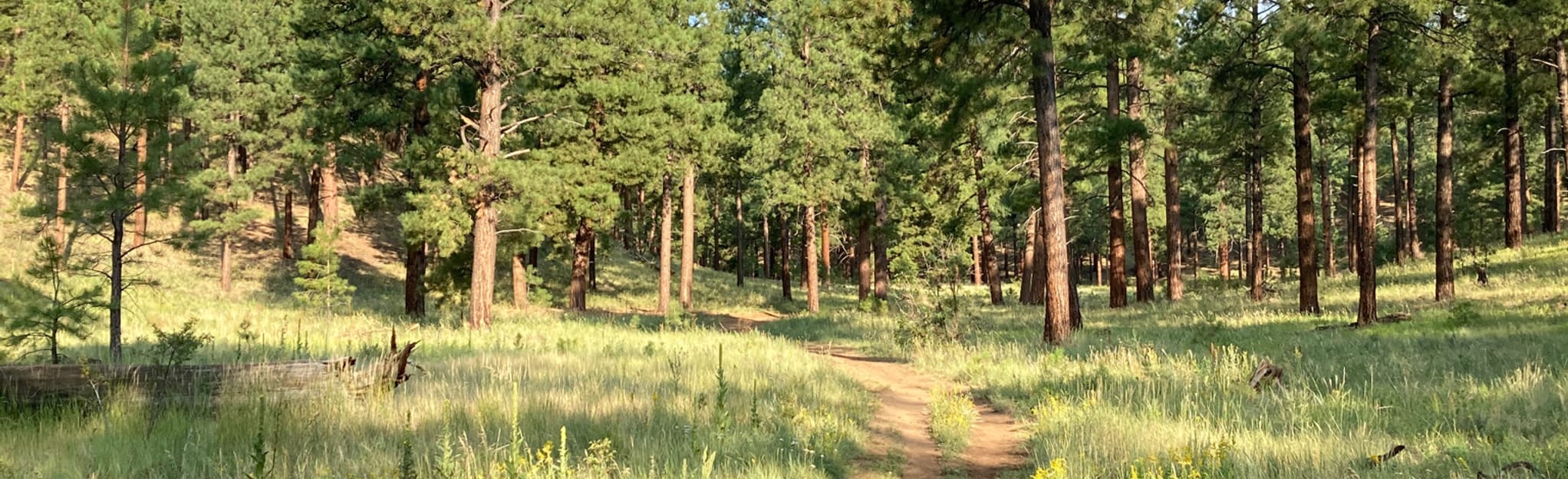 Observatory Mesa Trail 480 Reviews, Map Arizona AllTrails