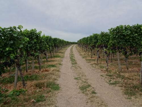 Alde Gott Panoramarunde (Genießerpfad)