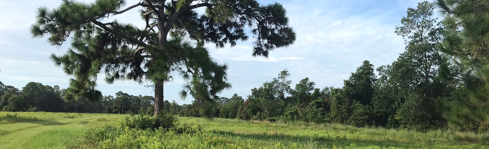 Sawgrass Marsh Loop: 97 Reviews, Map - Florida | AllTrails