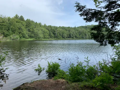 are dogs allowed at porcupine mountains state park