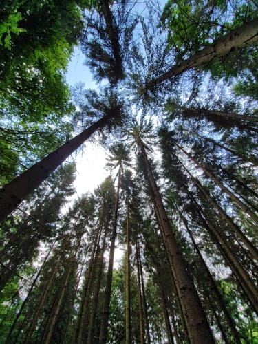 Wald und Feld bei Schwarzenbek