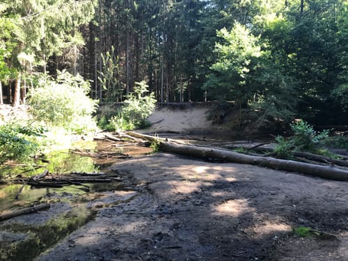 In die Dresdnern Heide