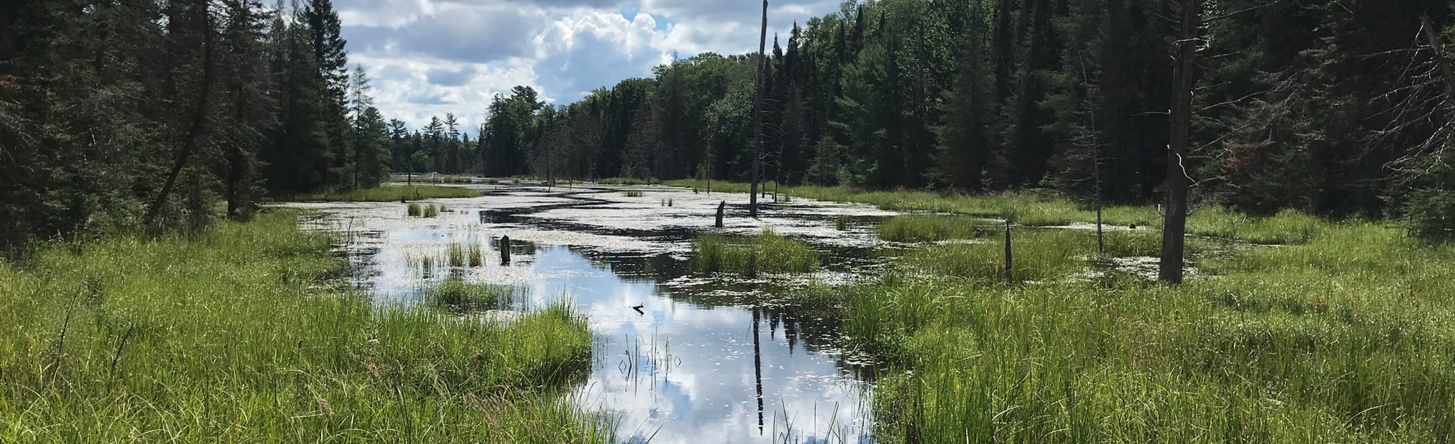 Beaver Meadow Trail, Ontario, Canada 126 Reviews, Map AllTrails