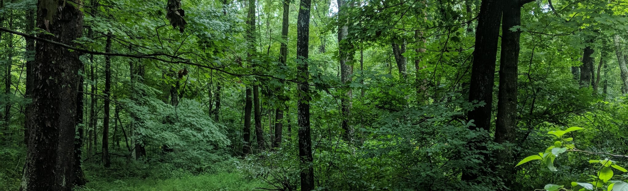 Escape to Nature's Embrace: Your Guide to Indiana's Clark State Forest