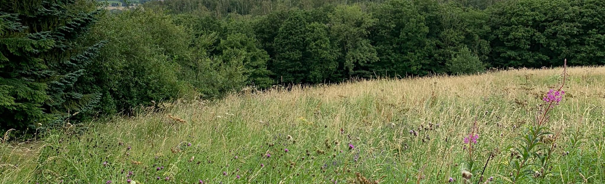 Yearsley Moor, North Yorkshire, England 50 Reviews, Map AllTrails