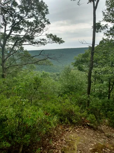 10 Best Hikes and Trails in Bald Eagle State Forest | AllTrails