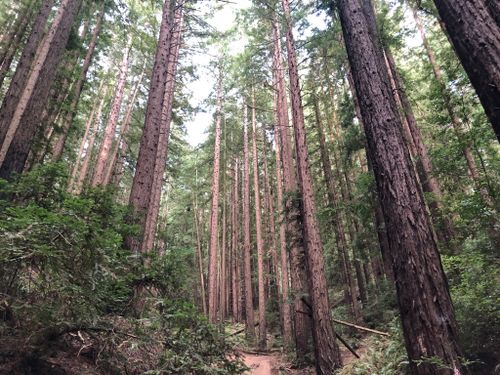 are dogs allowed in redwood regional park