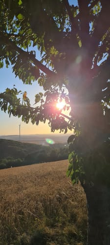 Panorama Höhenweg und Windlehrpfad Lettweiler