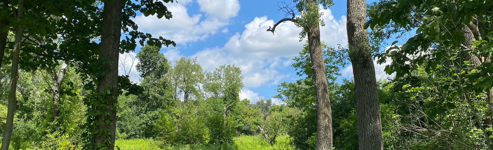 Rush Oak Openings Unique Area Trail, New York 53 Reviews, Map AllTrails