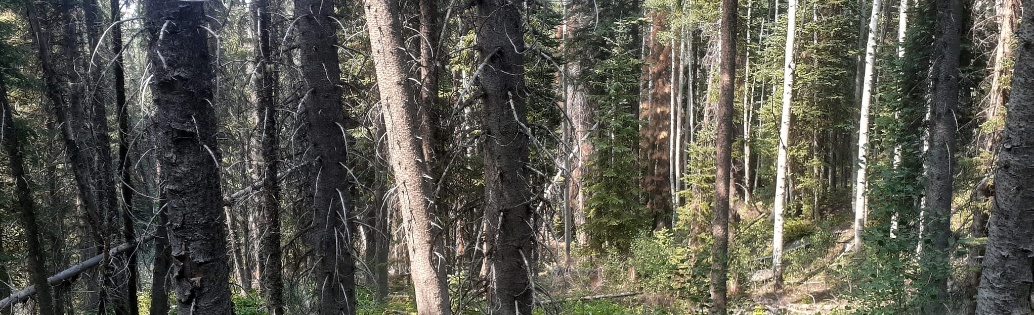 Battlement Reservoir Trail [PRIVATE PROPERTY], Colorado 29 Reviews, Map AllTrails