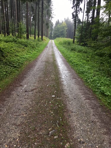 Altdorfer Wald ab Vogt