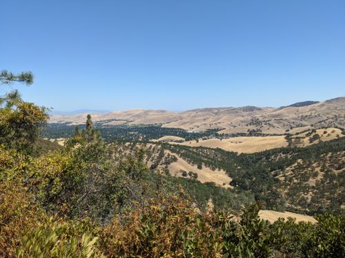 are dogs allowed in mount diablo state park