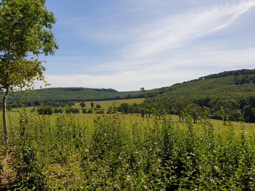 Reitlingswiesen-Rundweg (Elm RW 30)