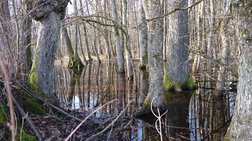 Hagenaurunde