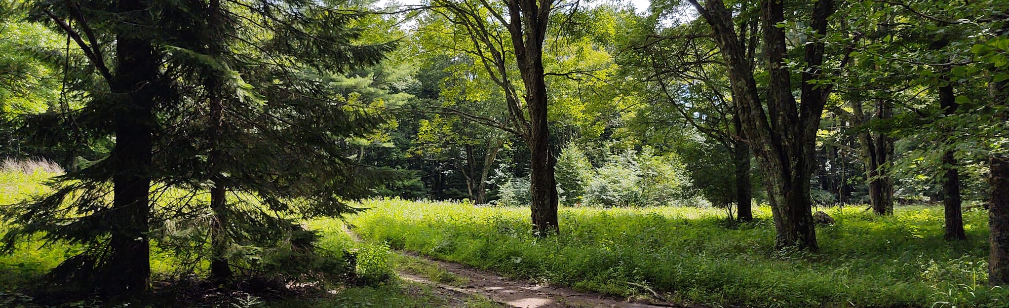 Flat Top Trail to FS84 Loop with Cherry Tree Shelter 70 fotos
