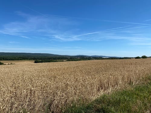 Premiumwanderweg: Vital-Tour Willigisweg