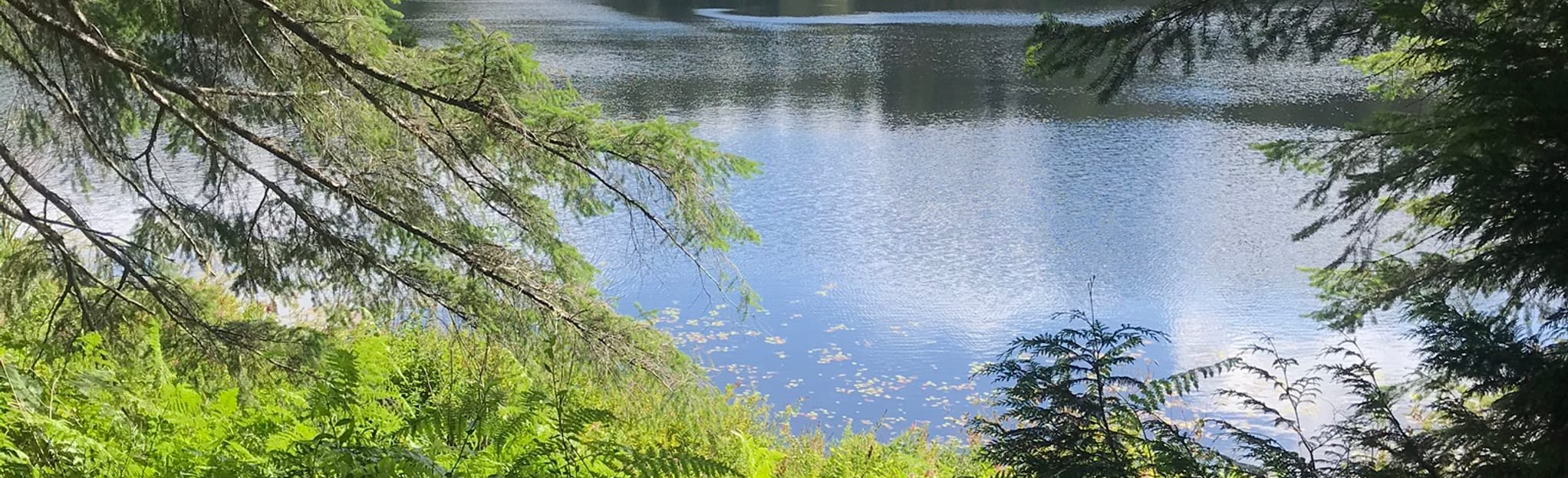 Loon Lake Loop, British Columbia, Canada 21 Reviews, Map AllTrails