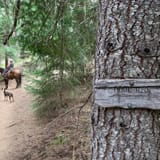 Conrad Meadows Trail, Washington - 33 Reviews, Map | AllTrails