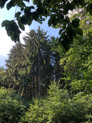 Aus Mauloff um den Bremer Berg