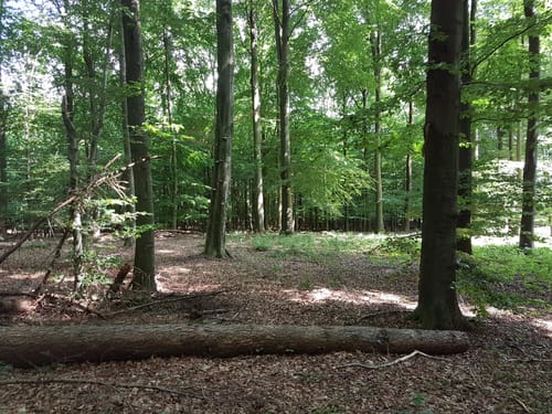 MTB Trail: Hütti-Trail Grundstrecke Blau