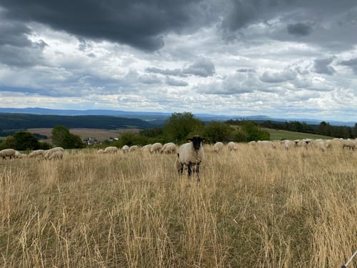 Premiumwanderweg: Vorderrhönweg