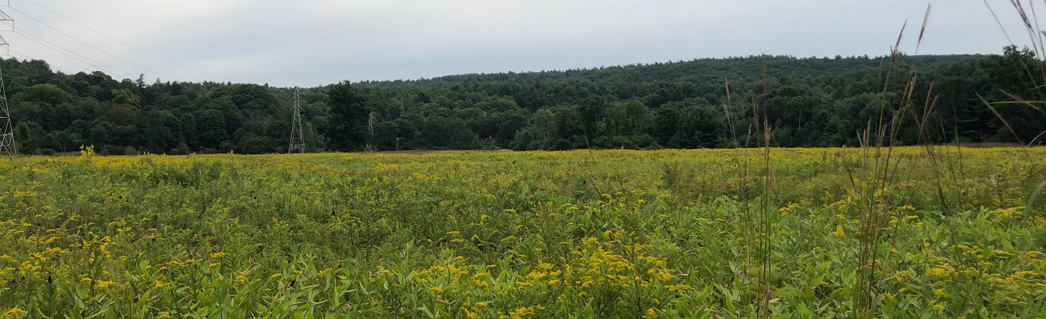 East Leverett Meadow Loop, Massachusetts 21 Reviews, Map AllTrails