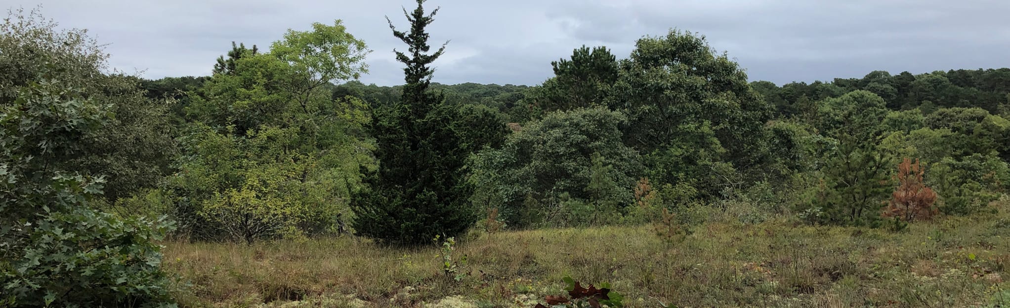 Sandy Meadow Loop Massachusetts AllTrails