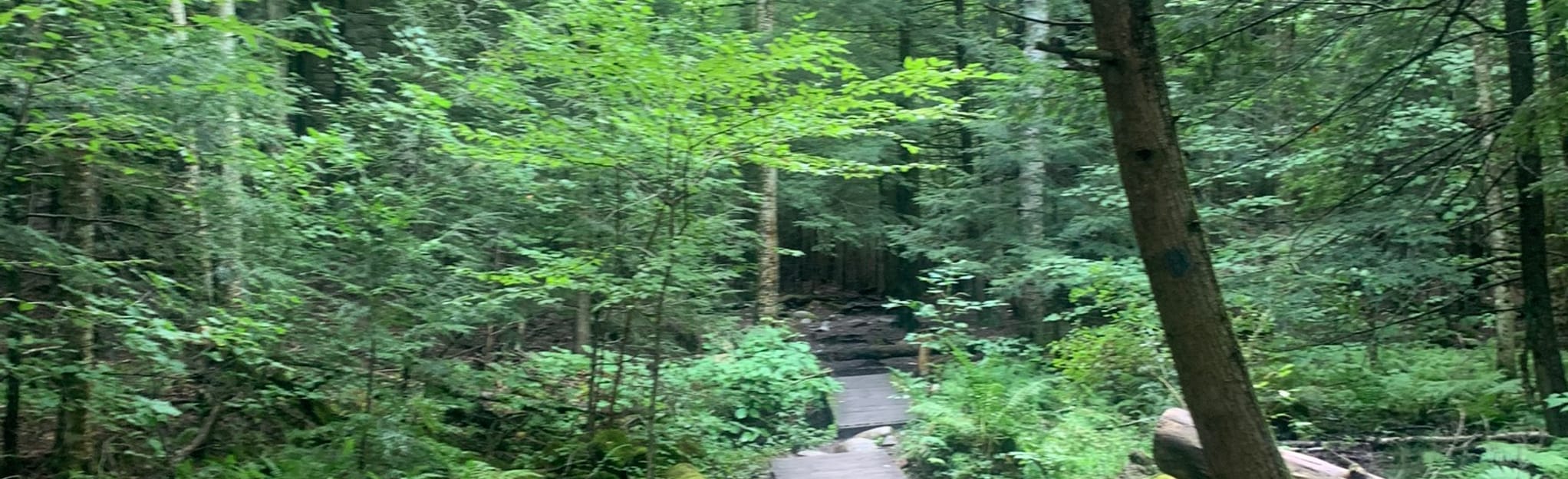 White Rocks Ice Bed Trail 52 Reviews, Map Vermont AllTrails