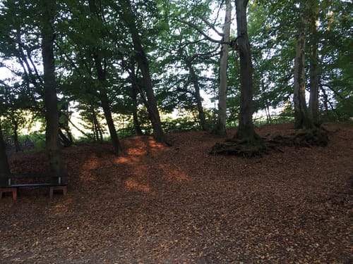 Härtelwald