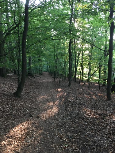 Härtelwald