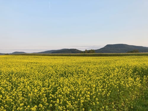 Heininger Drei-Königs-Lauf 2020