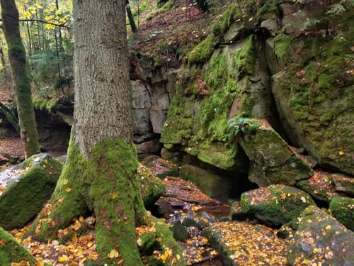 Wildes Monbachtal