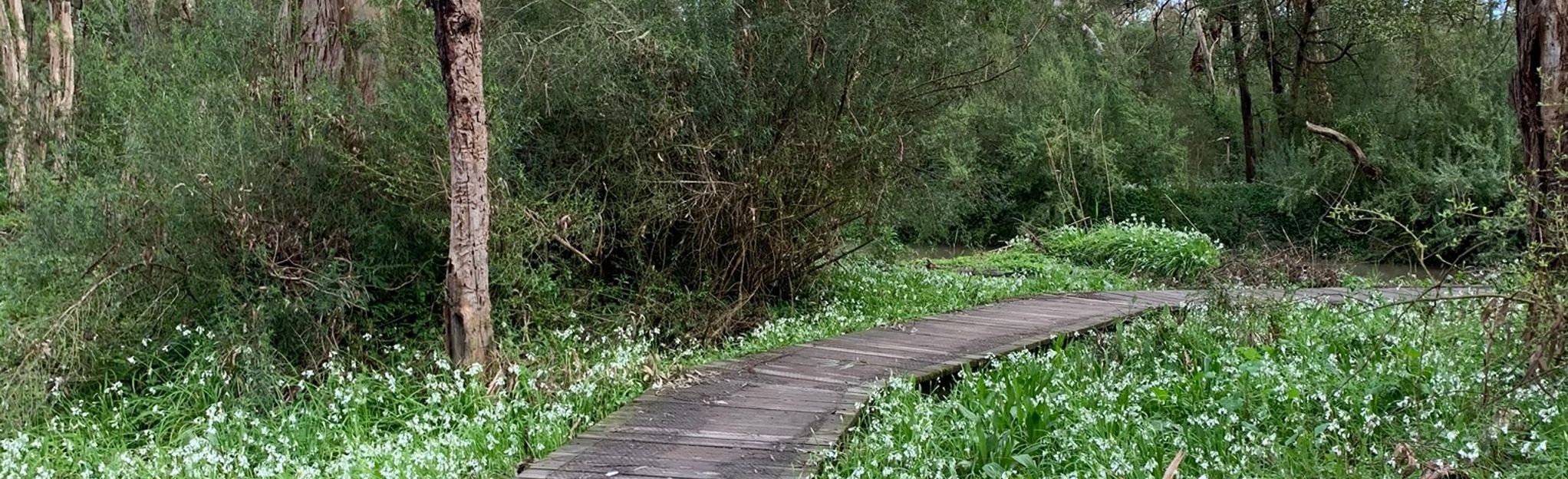 Shepherd Bush Trail 98 Reviews, Map Victoria, Australia AllTrails