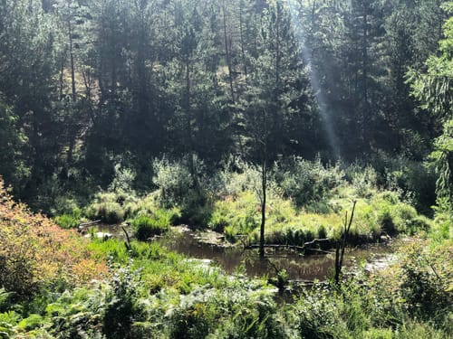 Biberpfad im Hürtgenwald