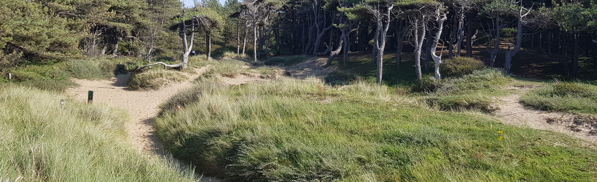 Formby Asparagus Squirrel Trails Circular, Merseyside, England 83