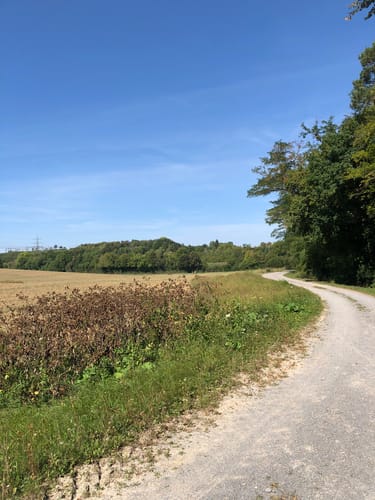 Pfahlhofwald