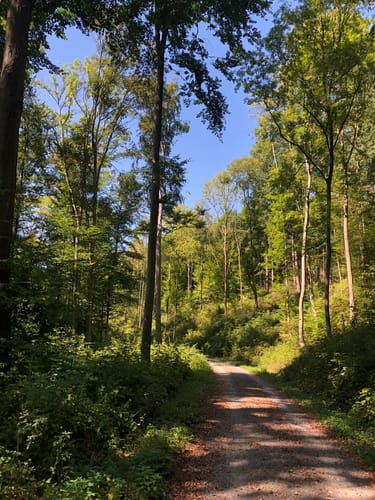 Pfahlhofwald