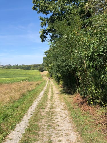 Pfahlhofwald