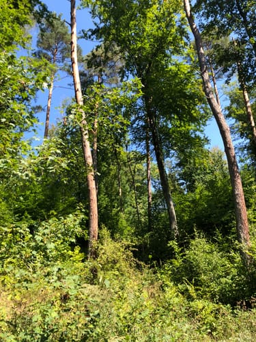 Pfahlhofwald