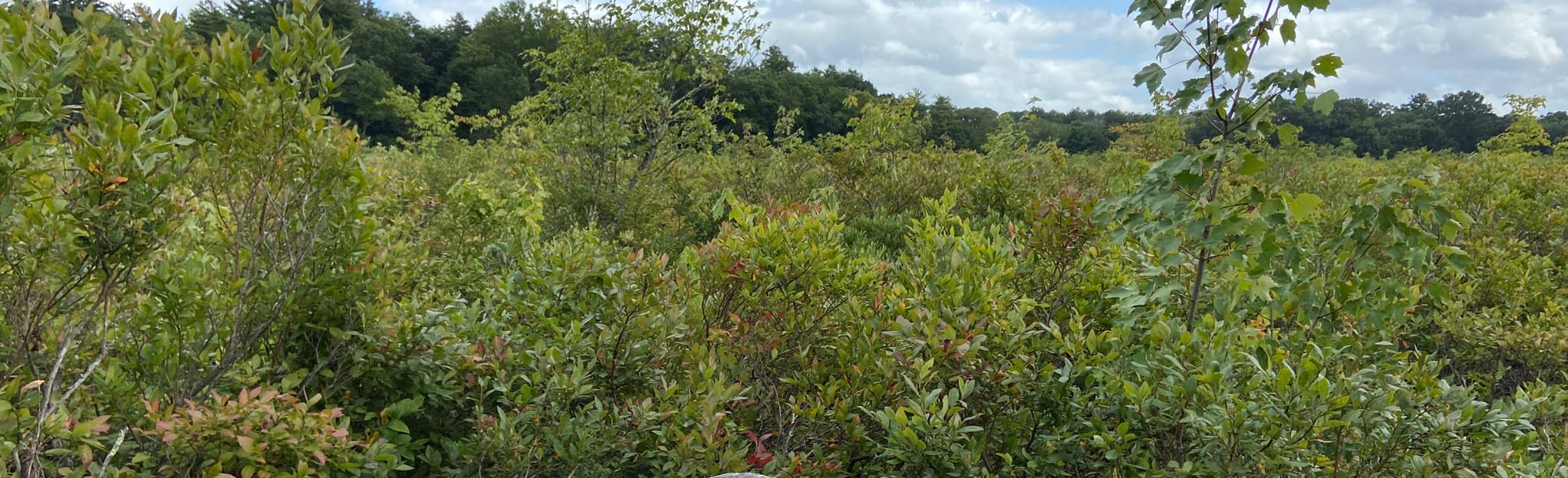 Simsbury Land Trust Esker Bog Path, Connecticut 36 Reviews, Map