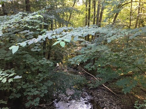 Quer durch den Nationalpark Hunsrück-Hochwald