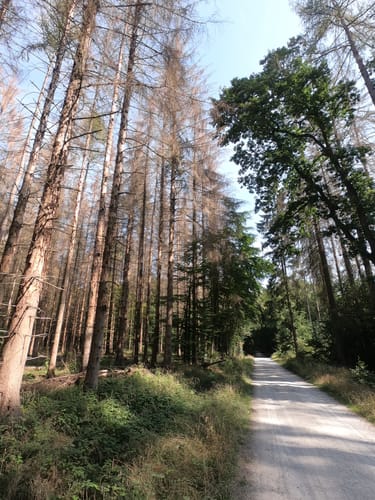 Köppelweg 3: vom Waldspielplatz Horressen zum Köppelturm